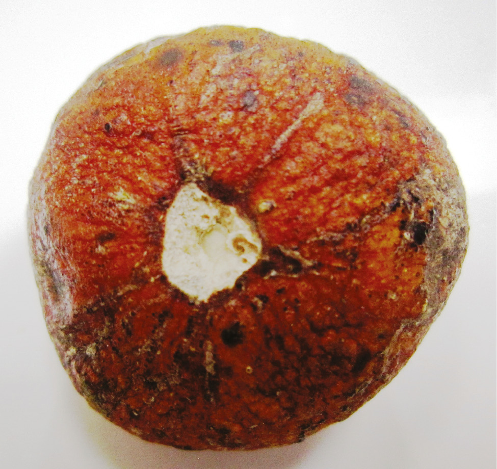 Figure 1: Andean Shora fruit.