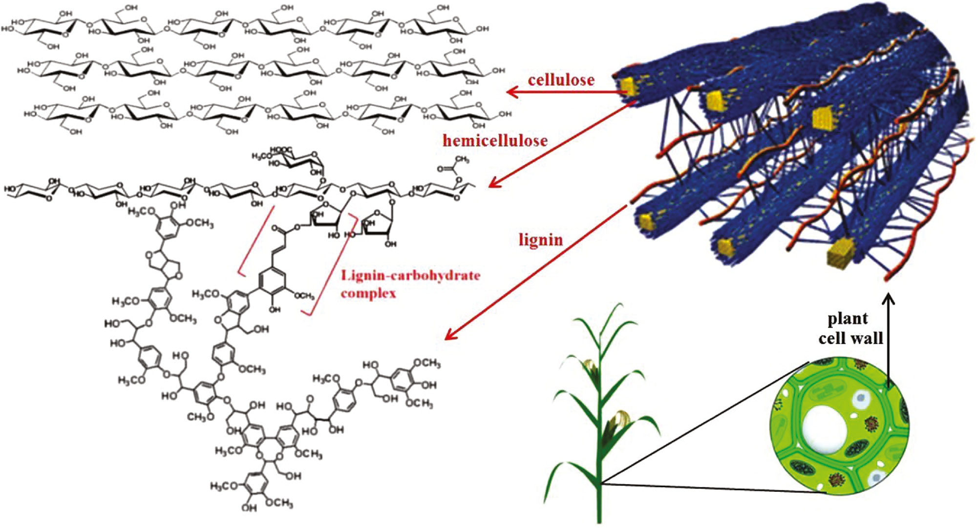 Figure 2: Structure of lignocellulose.