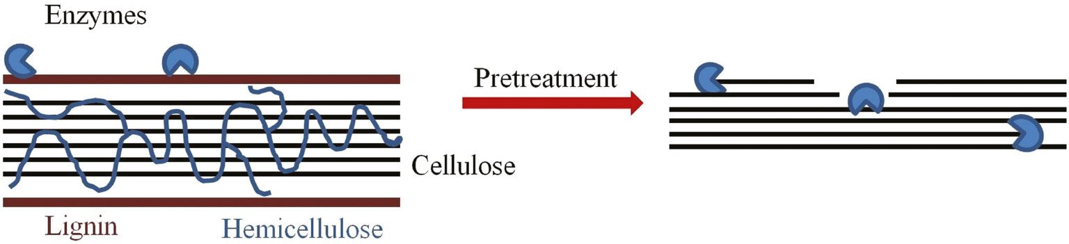 Figure 3: Pretreatment enhances accessibility of cellulose to enzymes.