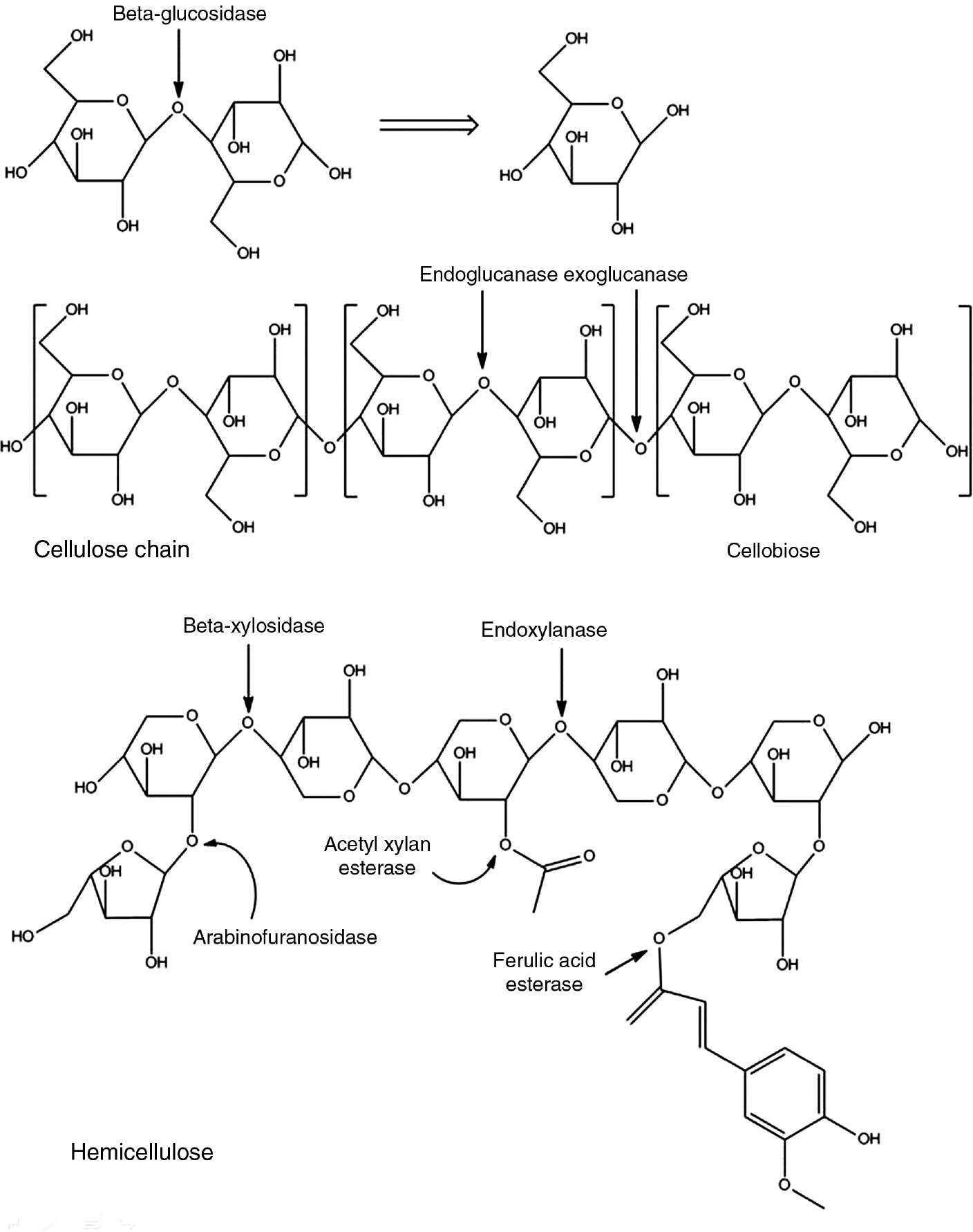 Figure 5: The enzyme system.