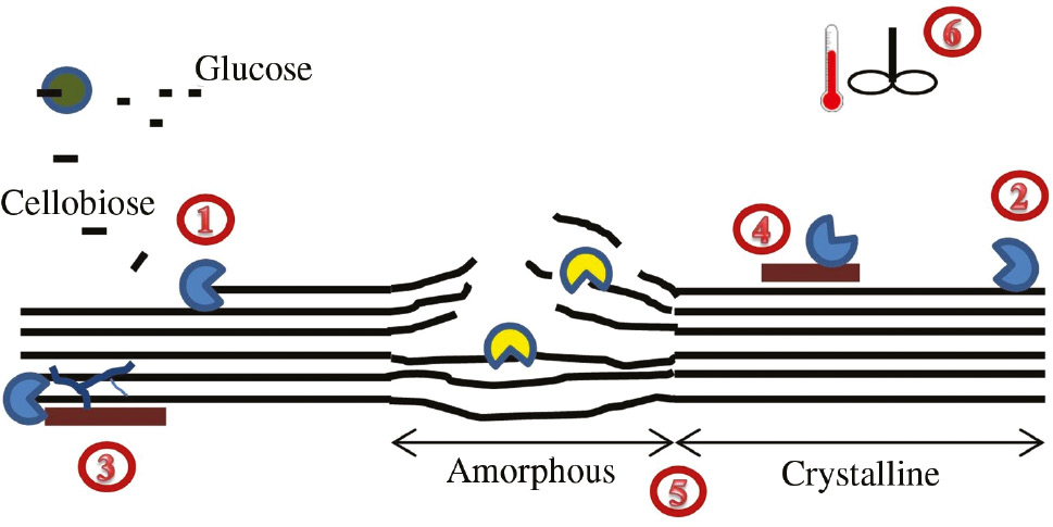 Figure 6: Factors affecting enzymatic hydrolysis of cellulose: (1) end-product inhibition by glucose and cellobiose; (2) unproductive binding of enzyme onto cellulose; (3) structural hindrance by lignin and hemicellulose; (4) unproductive binding of enzyme onto lignin; (5) cellulose crystallinity; and (6) shear- and thermal-induced denaturation.