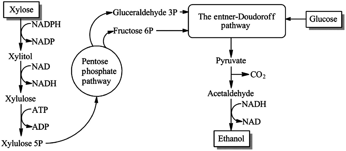 Figure 8: Xylose metabolism pathway in yeast (adapted from [104]).