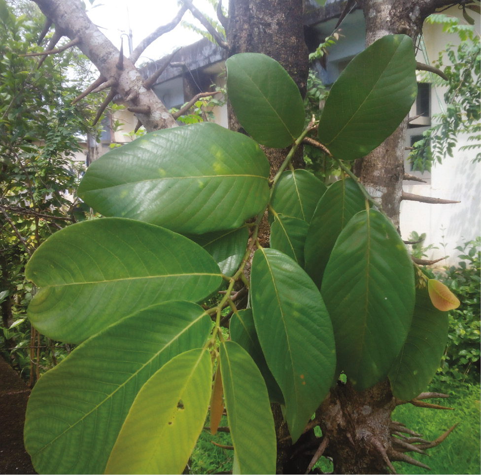Figure 1: Leaves of Bridelia retusa tree used in this study.
