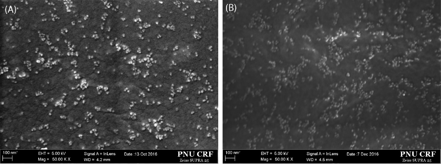 Figure 5: FESEM images of (A) 4sPMMA/(PMMA/CSP0) (HybM0) and (B) 4sPMMA/PMMA grafted MCSP3 (HybM3) hybrid nanocomposites.