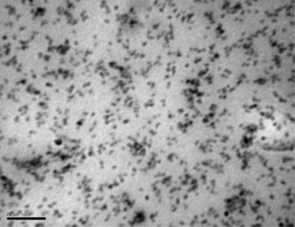 Figure 6: TEM images of HybM3 hybrid nanocomposite (black scale bar 200 nm).