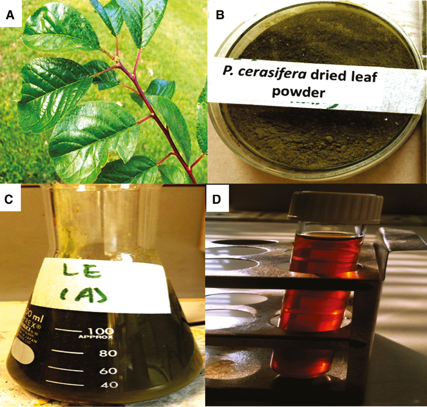 Figure 1: Prunus cerasifera leaves: (A) tree, (B) leaf powder, (C) leaf extract in deionized water, and (D) filtered leaf extract used as a reductant in foliar doped nanoparticles synthesis.