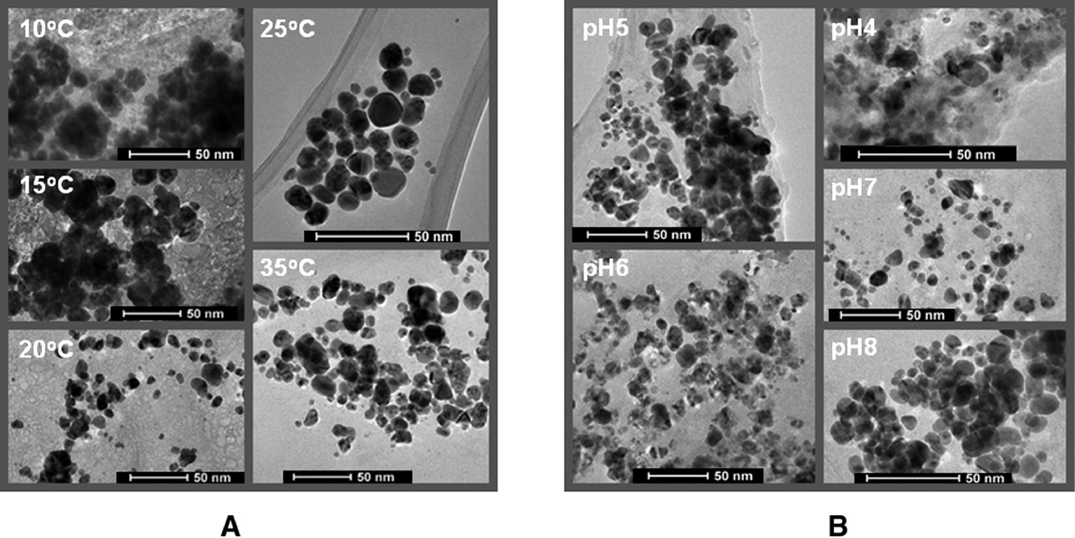 Figure 4: TEM analyses of AgNPs synthesized at different pH and temperature by using N. valliformis OT1 strain. Synthesis at different temperatures (A), synthesis at different pH (B).