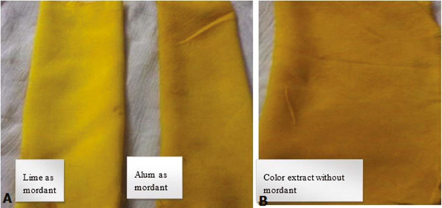 Figure 7: Application of color extracted from Citrus limon. (A) Change in colour when applied Lime and Alum as mordant (B) Colour effect without mordant.