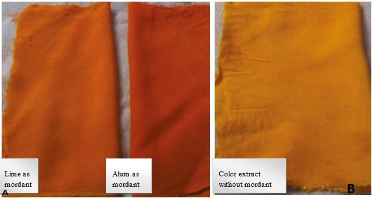 Figure 8: Application of color extracted from Curcuma longa. (A) Change in colour when applied Lime and Alum as mordant (B) Colour effect without mordant.