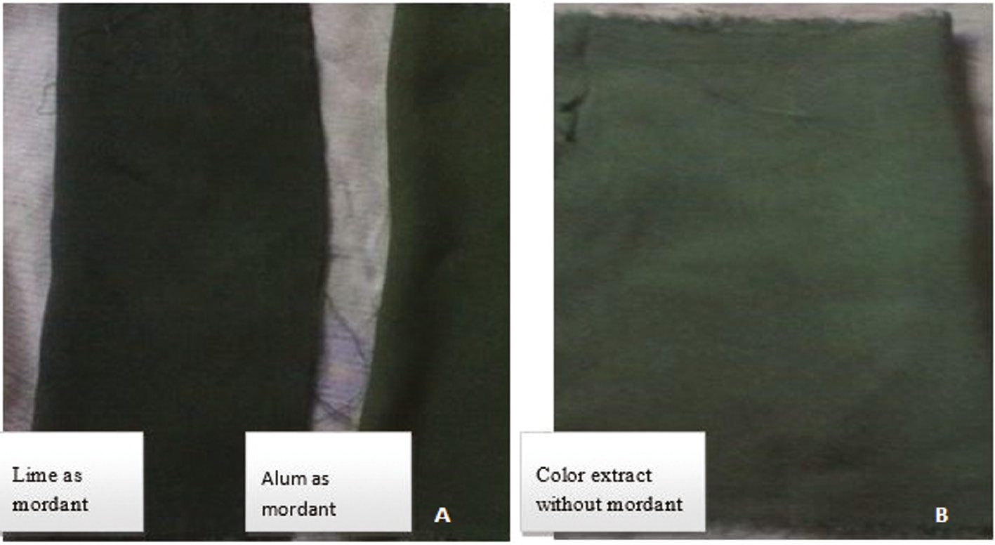 Figure 9: Application of color extracted from Atriplex rubra and Spinacea oleracea. (A) Change in colour when applied Lime and Alum as mordant (B) Colour effect without mordant.