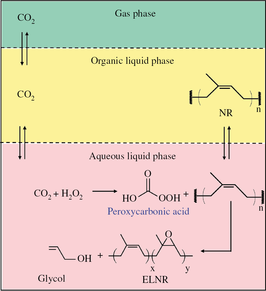 Figure 4: Proposed molecular weight reduction of NR in triphasic CO2/toluene/H2O systems using H2O2 with CO2 to produce ELNR. The organic phase contains NR solutions in toluene solvent. The aqueous phase contains H2O2 and peroxycarbonic acid intermediate.