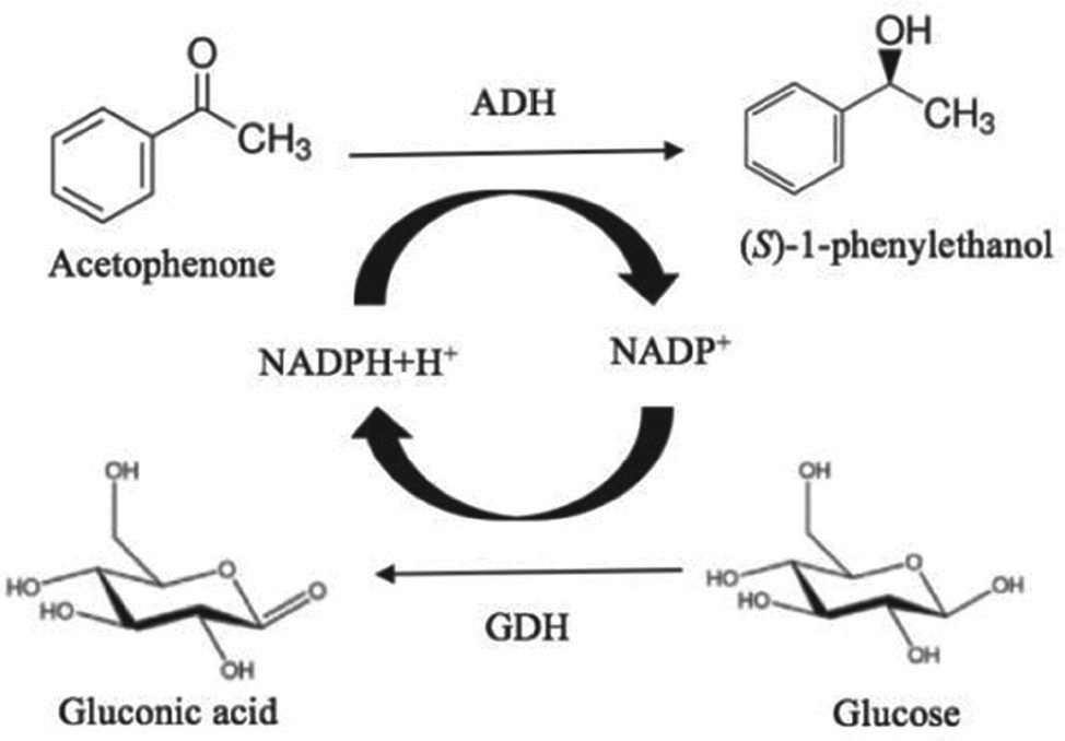Figure 1 Asymmetric bioreduction of acetophenone catalyzed by Ispir bean.