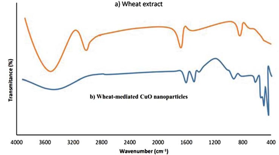 Figure 2 (a) FTIR spectra of wheat extract and (b) wheat-mediated CuO NPs.