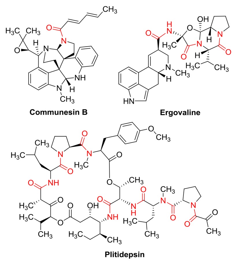 Figure 2 Examples of amide-containing natural products.