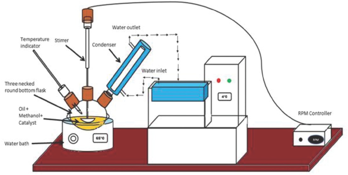 Figure 2 Experimental setup for transesterification reaction.