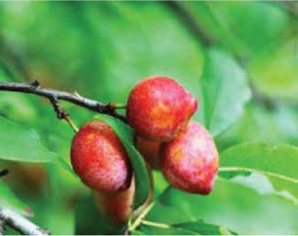 Figure 2 Prunus bokharensis (Plum).