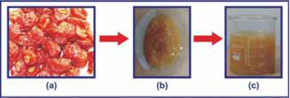 Figure 3 Formation of plant extract of Plum fruit: (a) dried seeds, (b) organic extract, (c) filtered solution (fruit extract).