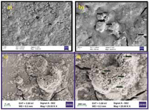 Figure 8 FESEM image of silver nanoparticles synthesized from Plum fruit extract.