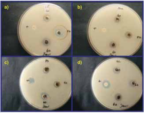 Figure 11 Antibacterial activity of A. bilimbi leaf extract mediated synthesized AgNPs: (a) Escherichia coli, (b) Staphylococcus aureus, (c) Pseudomonas aeruginosa and (d) Salmonella typhi.