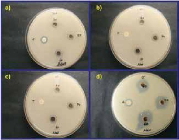 Figure 13 Antibacterial activity of Plum fruit extract mediated synthesized AgNPs: (a) Escherichia coli, (b) Staphylococcus aureus, (c) Pseudomonas aeruginosa and (d) Salmonella typhi.