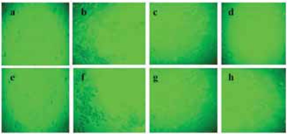 Figure 16 Micrograph of cytotoxicity induced by Ag NPs on Vero and HEp2 cells. Vero: control (a,e), IC50 of A. bilimbi Ag NPs (b) and IC50 of Plum Ag NPs (f). HEp2: control (c,g), IC50 of A. bilimbi Agnps (d) and IC50 of Plum Ag NPs (h).