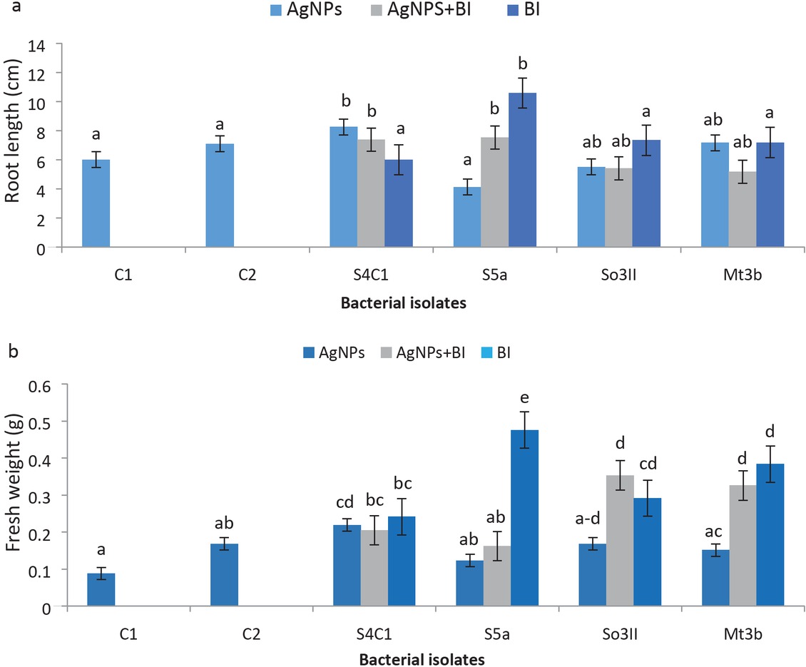 Figure 5 (a) Root length (cm); (b) Fresh weight (g) after inoculation treatment.T1 – bacterial AgNPs; T2 – bacterial AgNPs+BI; T3 – BI; C1 – Control treatment using water, C2 – Control treatment using AgNO3. Different letters indicate significant difference between treatments using Duncan’s multiple range test (P = 0.05).