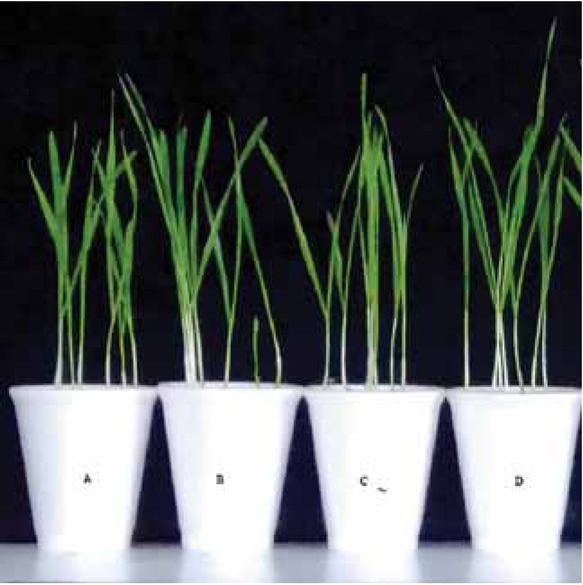 Figure 6 Shoot length (cm) of treated plants: A – control; B – T1 (bacterial AgNPs); C – T3 (BI); D – T2 (bacterial AgNPs+BI).