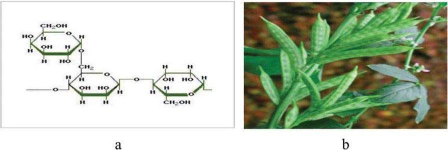 Figure 1 (a) Chemical structure of guar gum. (b) Guar gum plant.
