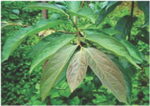 Figure 1 Pictorial representation of leaves of Diospyros lotus.