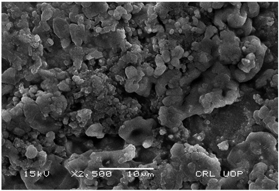Figure 8 SEM image of biologically synthesized silver nanoparticles by Diospyros lotus leaf extract.