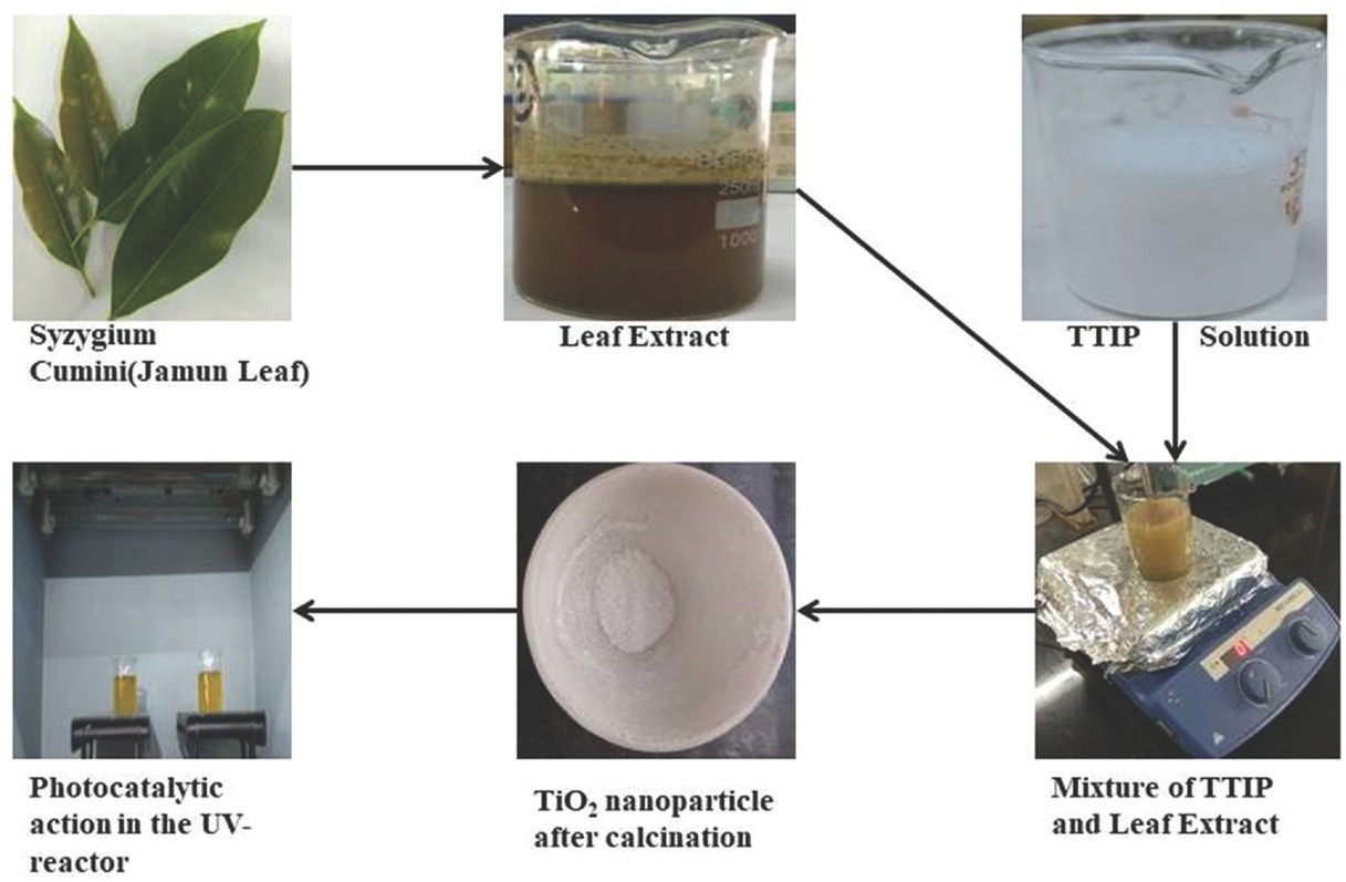 Figure 1 Synthesis of TiO2 nanoparticle from Syzygium cumini leaf extract.