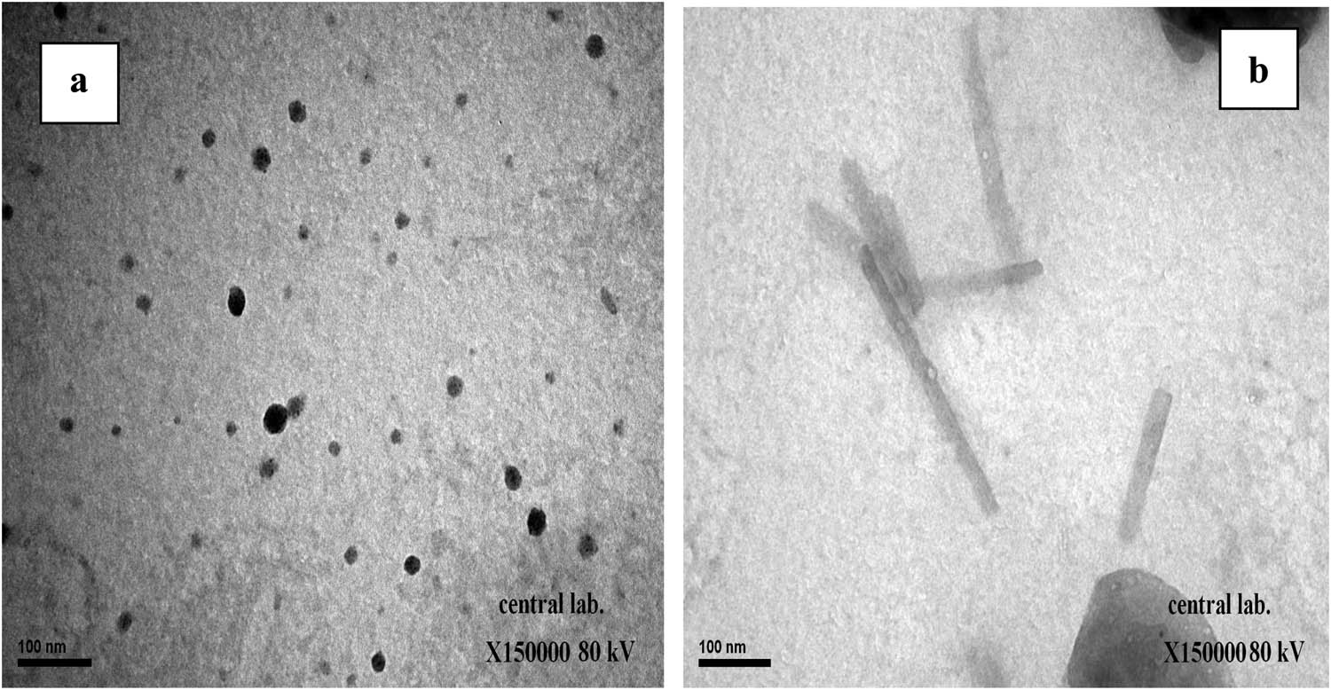 Figure 3 (a and b) TEM images of lupin TiO2NPs.