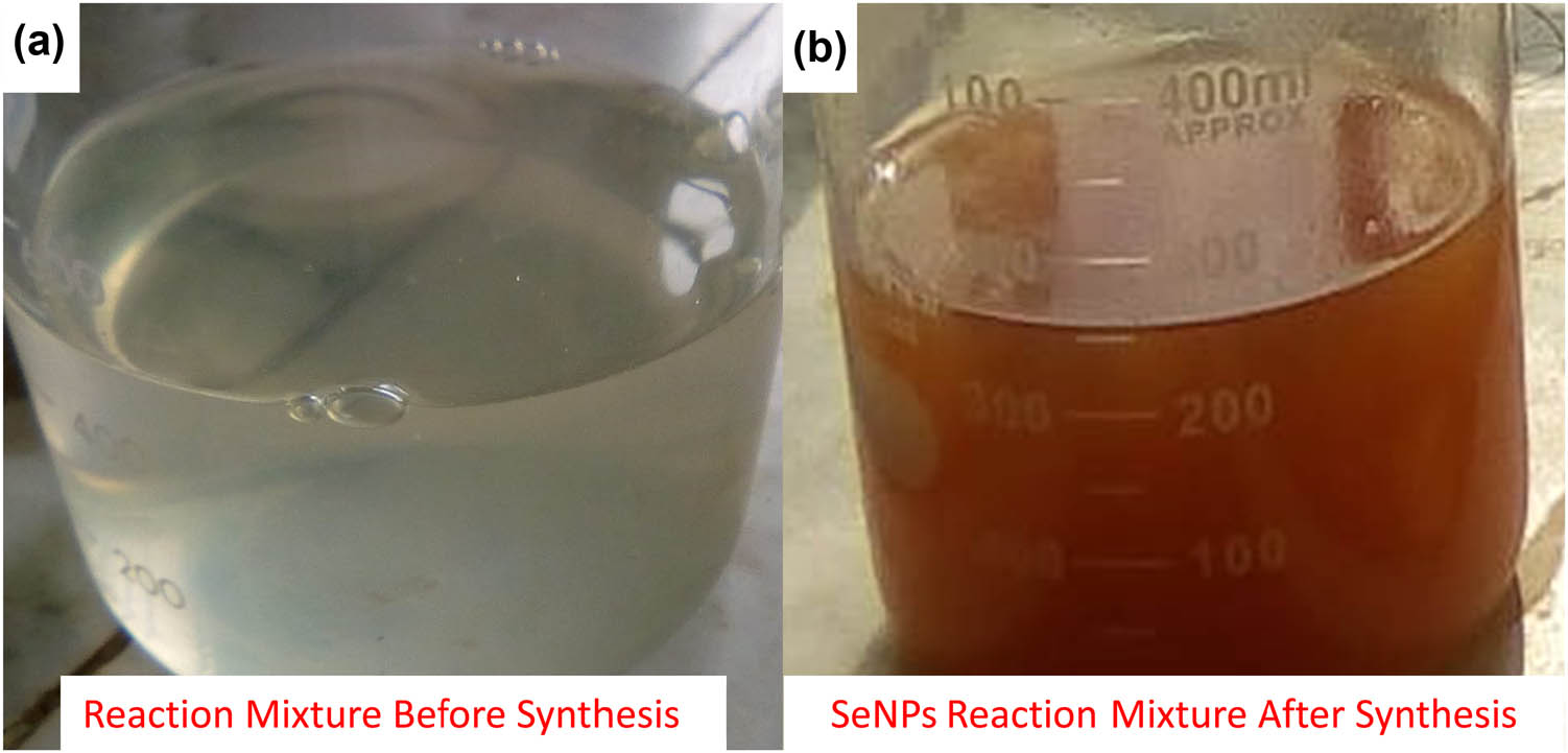 Figure 1 (a) Change in the color of reaction mixture before synthesis and (b) after the synthesis of SeNPs.