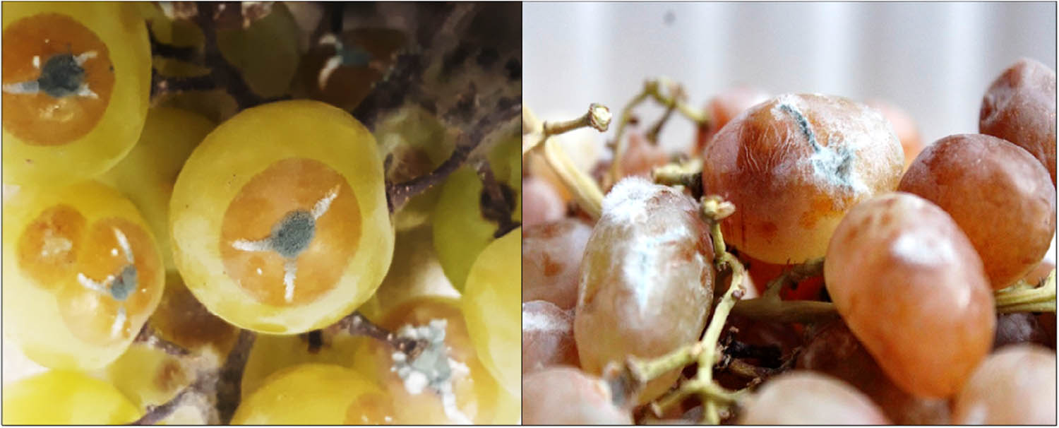 Figure 1 
                  Symptomology of blue mold disease associated with Penicillium spp.
               