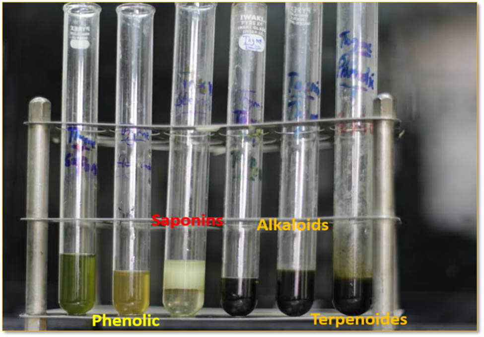 Figure 7 
                  Qualitative phytochemical analysis of plant EO containing anti-fungal compounds.
               