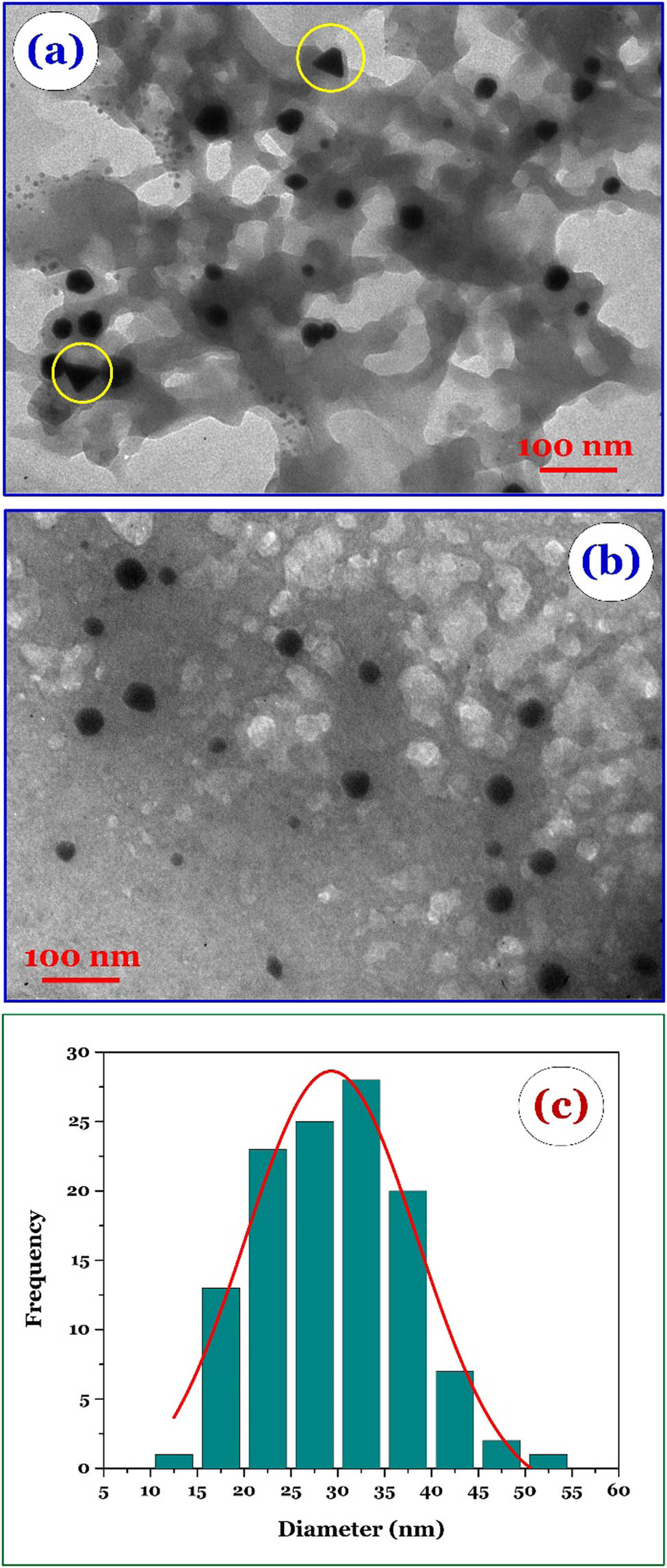 Figure 4 
                  (a and b) TEM images of Au-NPs-3.75% and (c) distribution of its particle diameter.
               