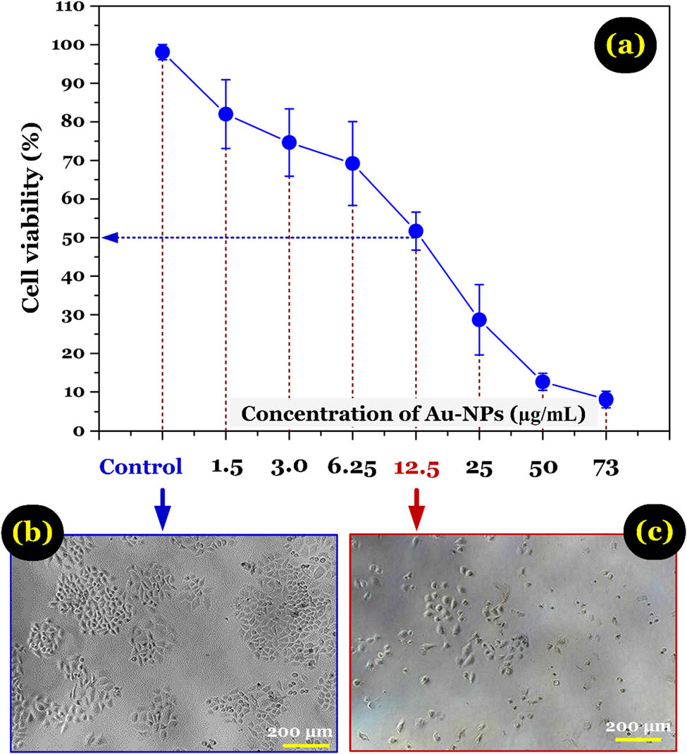 Figure 5 
                  (a) Effect of the concentrations of Au-NPs-3.75% on the viability of HeLa cells (average ± SD; raw data presented in Table A1); microscopic images of HeLa cells without treated with Au-NPs-3.75% (b) and after treated with Au-NPs-3.75% (12.5 μg/mL) for 48 h (c).
               