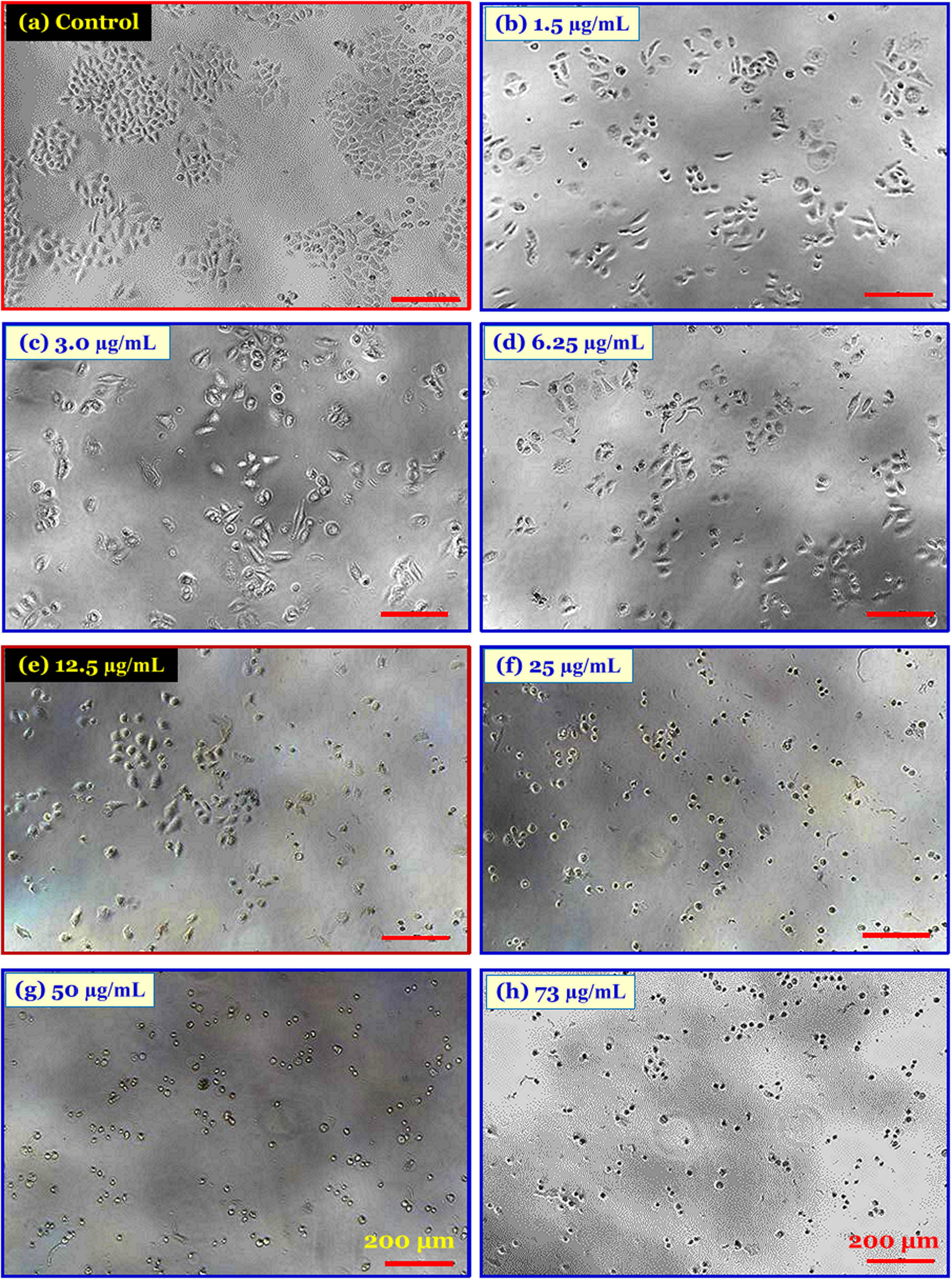 Figure A3 
            Cell growth inhibition assays of C. Hindsii-AuNPs on HeLa cells.
         