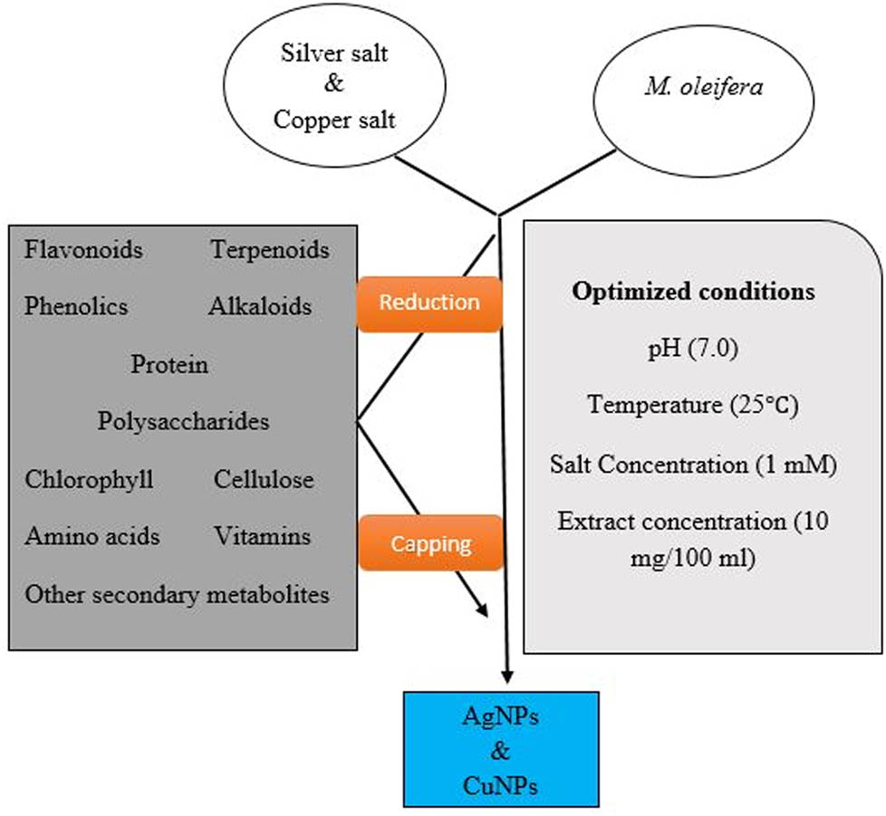 Figure 1 
                  Flow chart for the possible synthesis of silver and copper NPs.
               