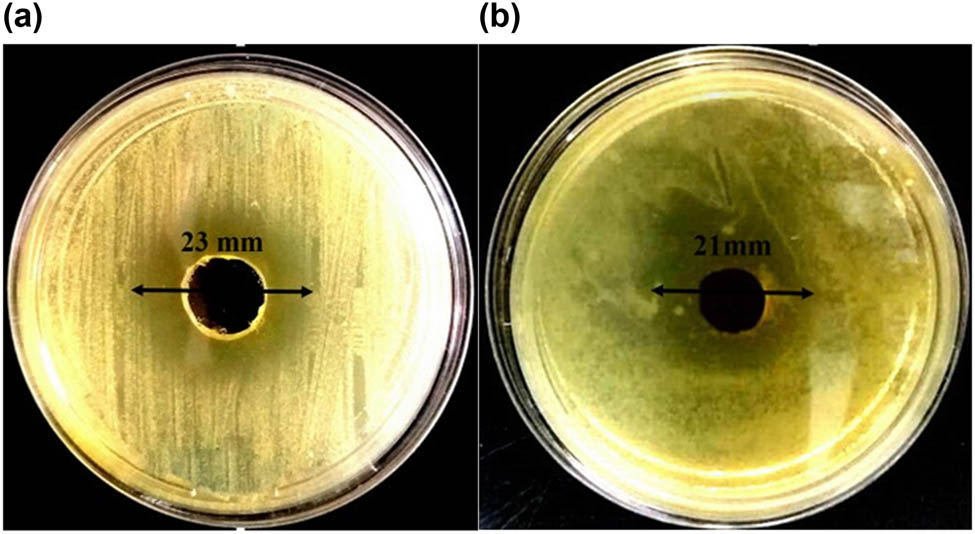 Figure 6 
                  Created zones of inhibition of the prepared propolis O/W nanoemulsion using obtained optimum operation conditions S. aureus (a) and E. coli (b) incubated at 37°C for 24 h.
               