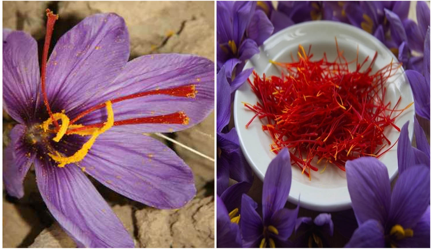 Figure 1
Saffron (Crocus sativus) flower and stigmas.
