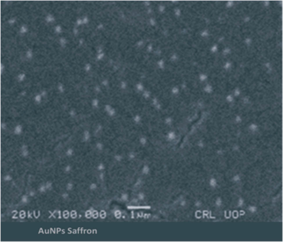 Figure 13
Scanning electron microscopic (SEM) image of saffron-loaded AuNPs (SS-AuNPs).