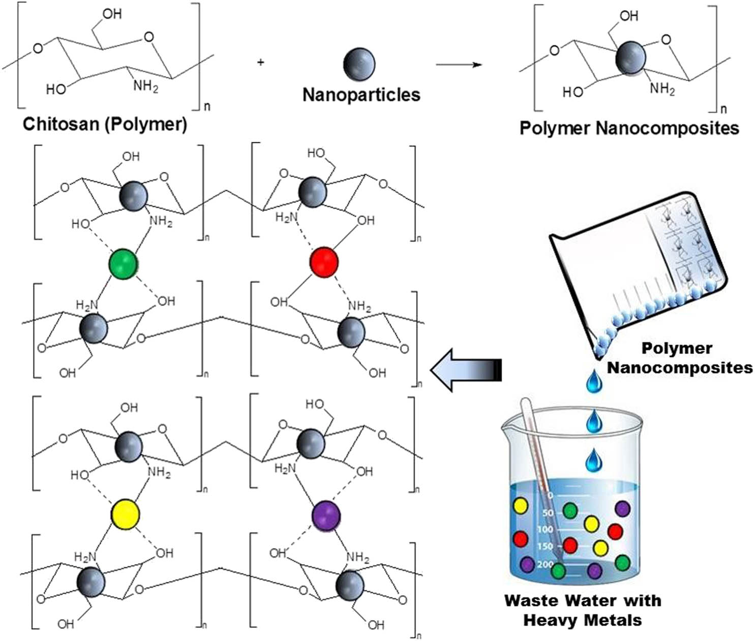 Scheme 2 
                     The formation of nanocomposites and the adsorption of heavy metal on chitosan-based nanocomposites.
                  