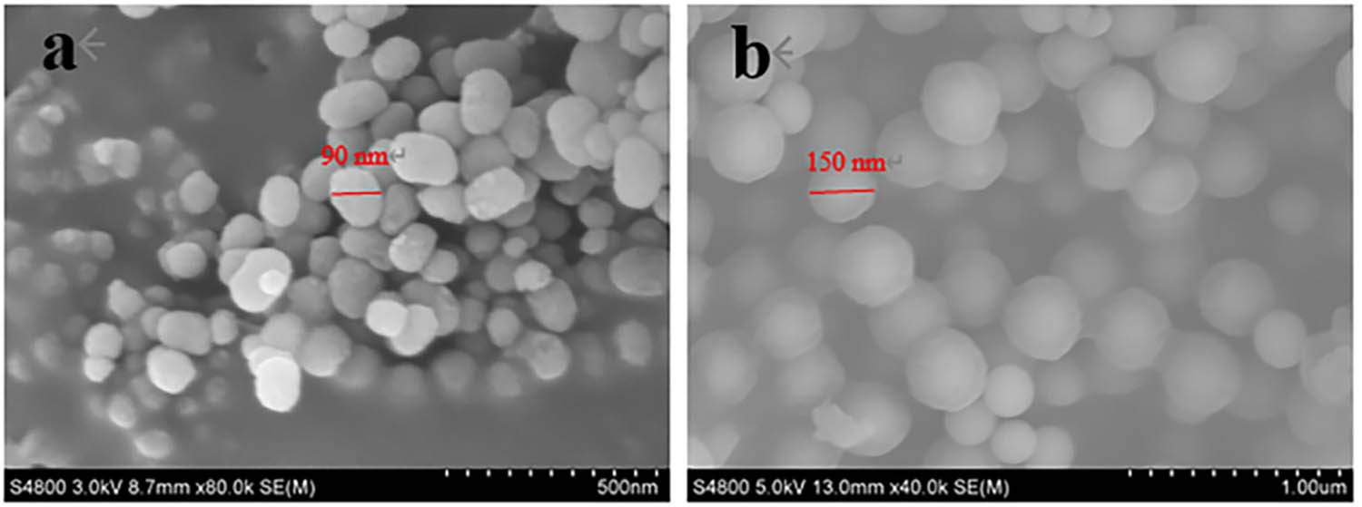 Figure 2 
                  SEM images of (a) mesoporous SiO2 and (b) MSNs@MIPs.
               