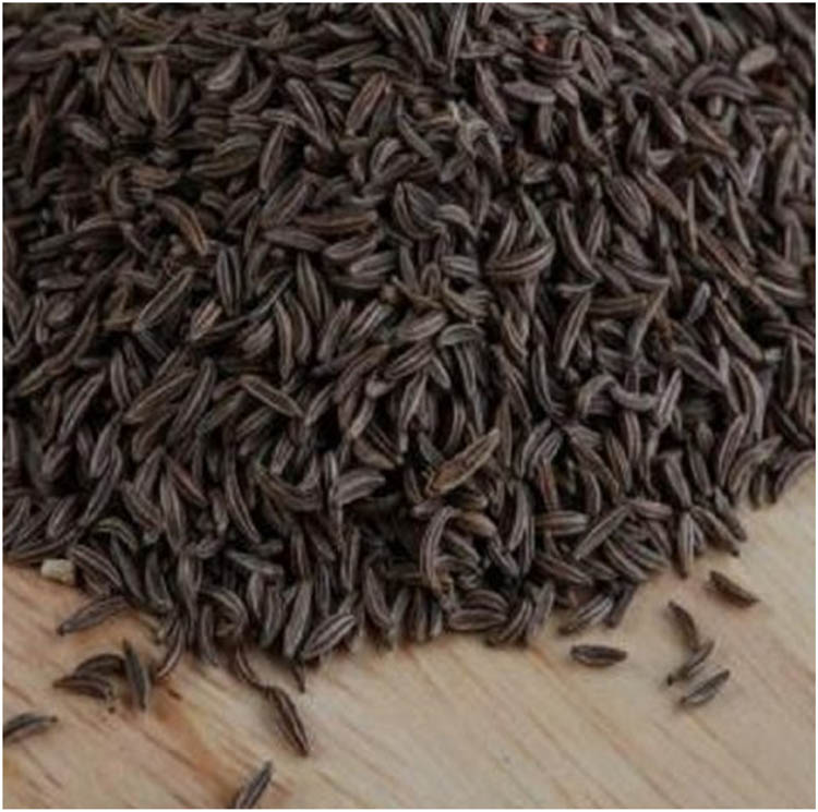 Figure 1 
               Black cumin (Bunium persicum) seeds.
            