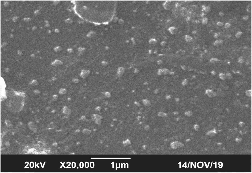 Figure 15 
                  SEM images of Bunium persicum of Au-NPs.
               