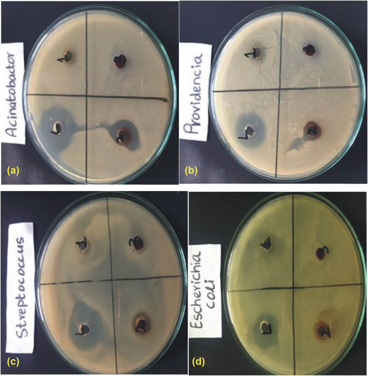 Figure 20 
                     Antibacterial activity of extract and Au-NPs: (a) Acinetobacter, (b) Providencia, (c) Streptococcus, and (d) Escherichia coli.
                  