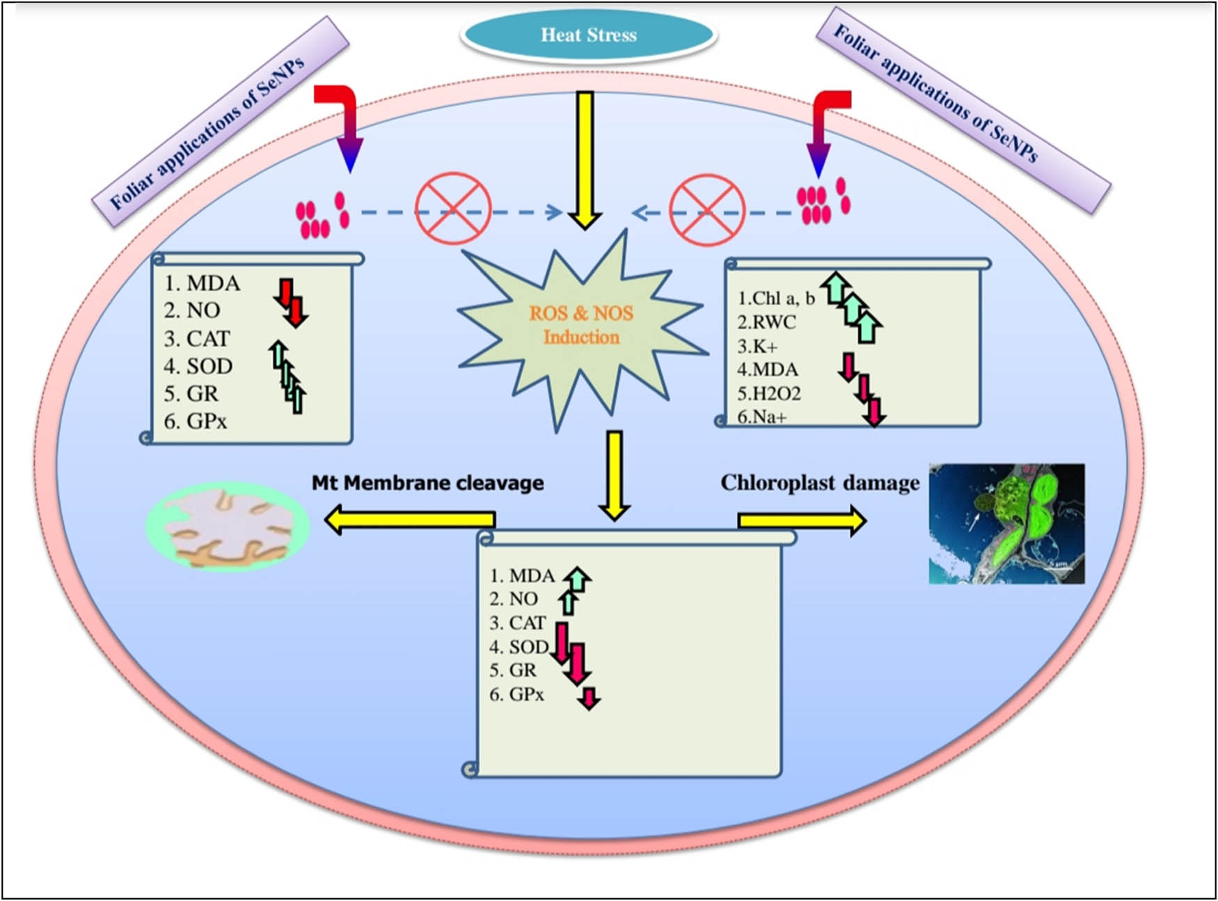 Figure 3
Possible heat tolerance mechanism in plants exposed to biogenic SeNPs. Upward arrows show an increase and downward arrows show a decrease in the respective content.