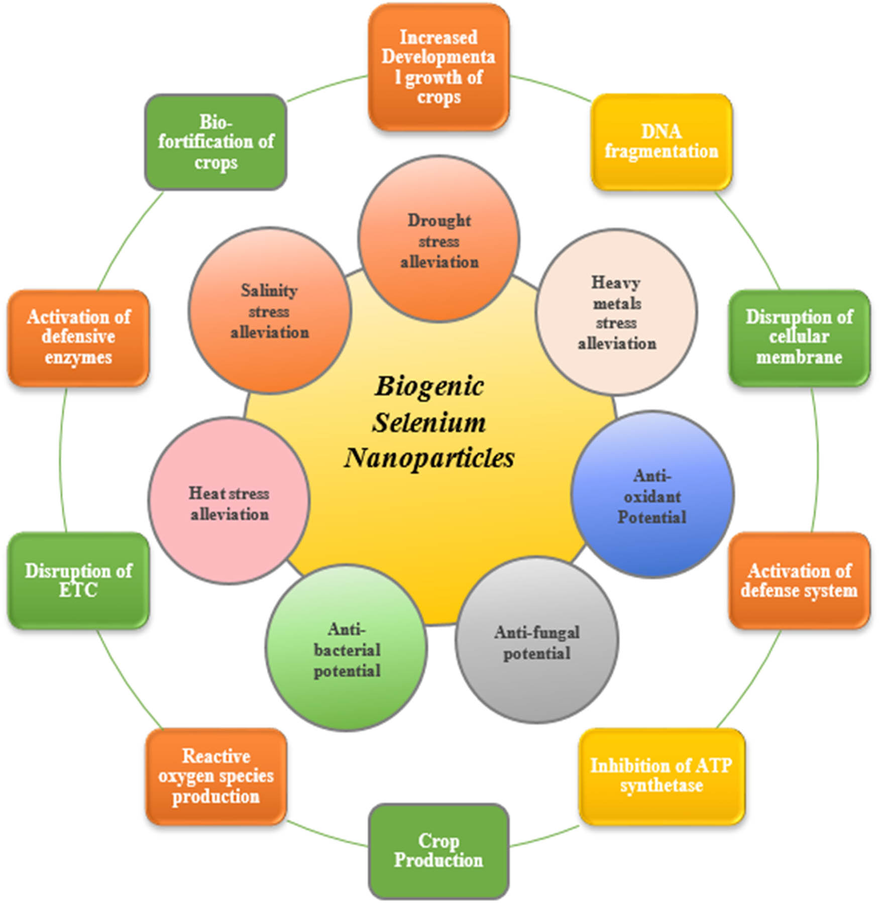 Scheme 1
Schematic overview of the study representing the efficacy of biogenic SeNPs to combat biotic and abiotic stresses (the inner circle) and their mechanistic actions (outer circle).