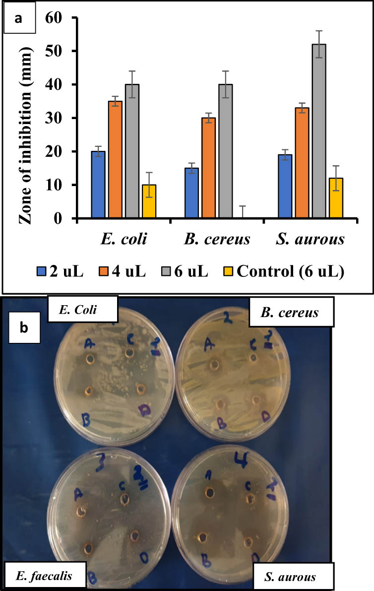 Figure 8 
                  (a) The graphical of the values of inhibition zones (mm); (b) the antibacterial activity of produced AgNPs at A (2 μL), B (4 μL), D (6 μL), and C (Ficus carica extract as a control, 6 μL) concentrations against E. coli, B. cereus, and S. aureus.
               